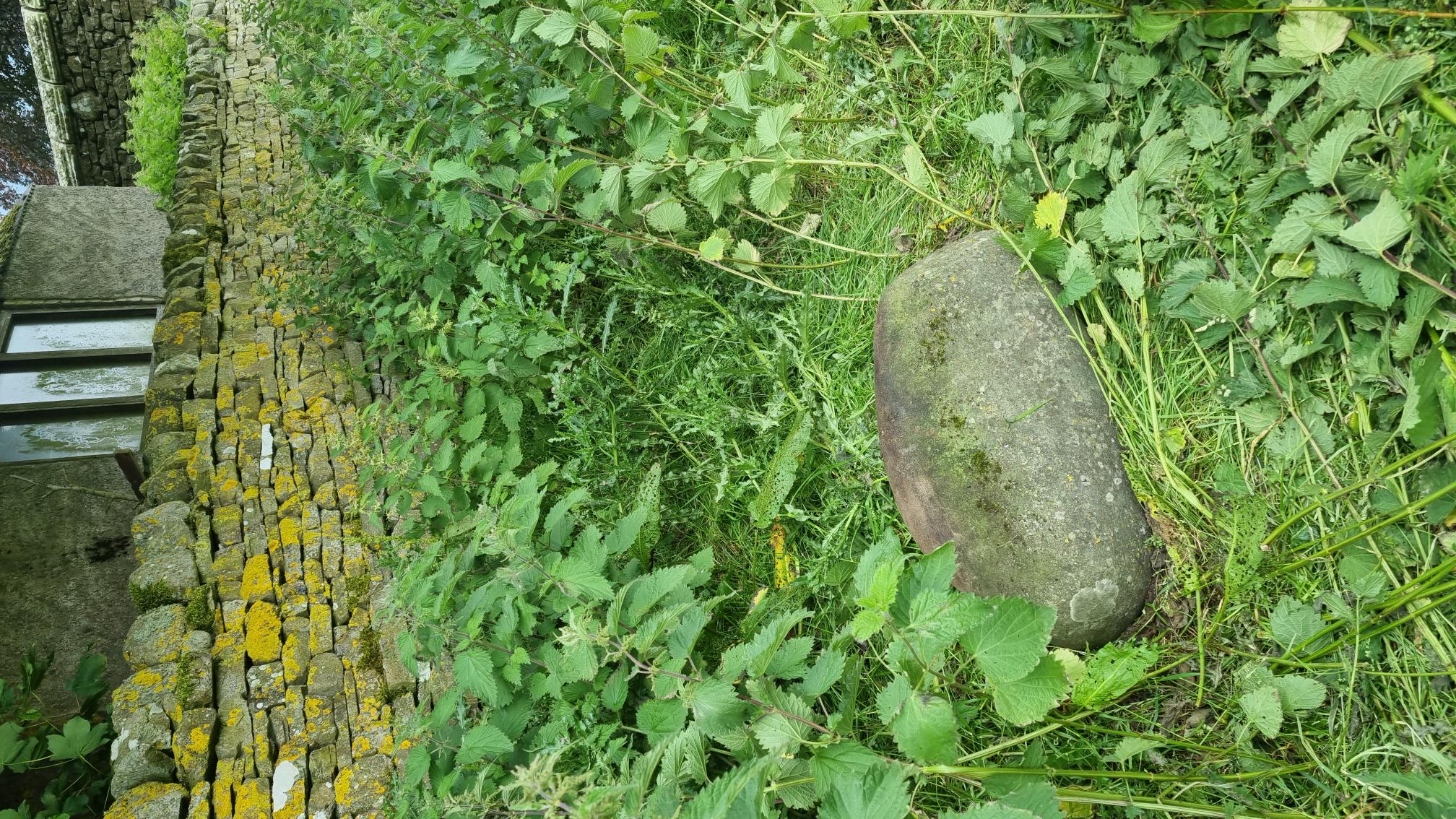 A large stone lying half buried in the overgrown nettle bed, a few feet away from the wall.